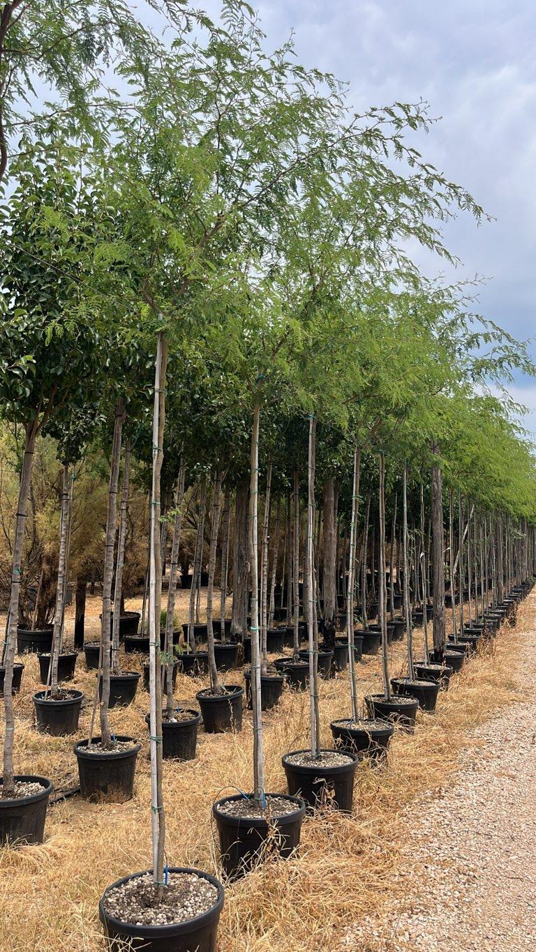 Acacia Farnesiana (Mimosa odorosa) — Albero, circonferenza 6/8 cm, vaso 45 litri