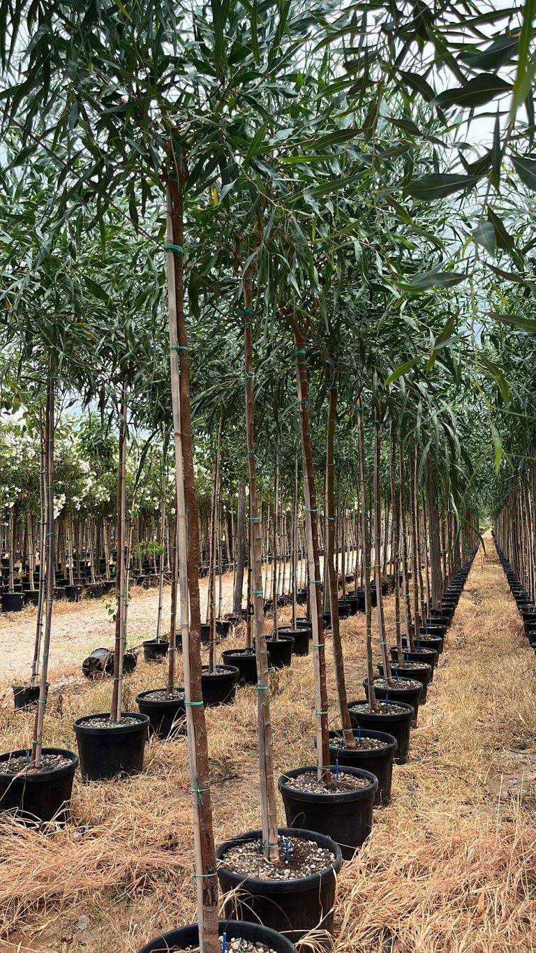 Acacia Saligna (Acacia blu) — Albero, circonferenza 6/8 cm, vaso 45 litri