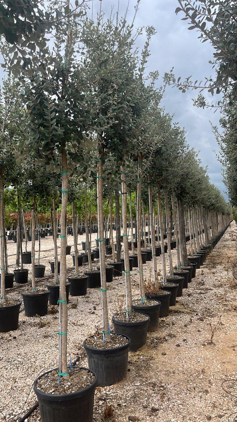 Acca Sellowiana (Feijoa) — Albero, circonferenza 12/14 cm, vaso 55 litri