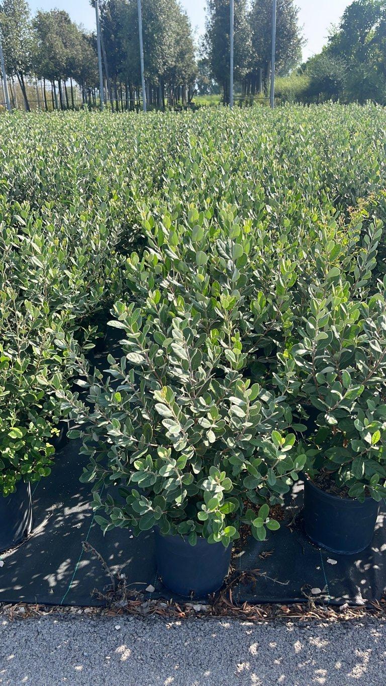 Acca Sellowiana (Feijoa) — Cespuglio, vaso 9 litri