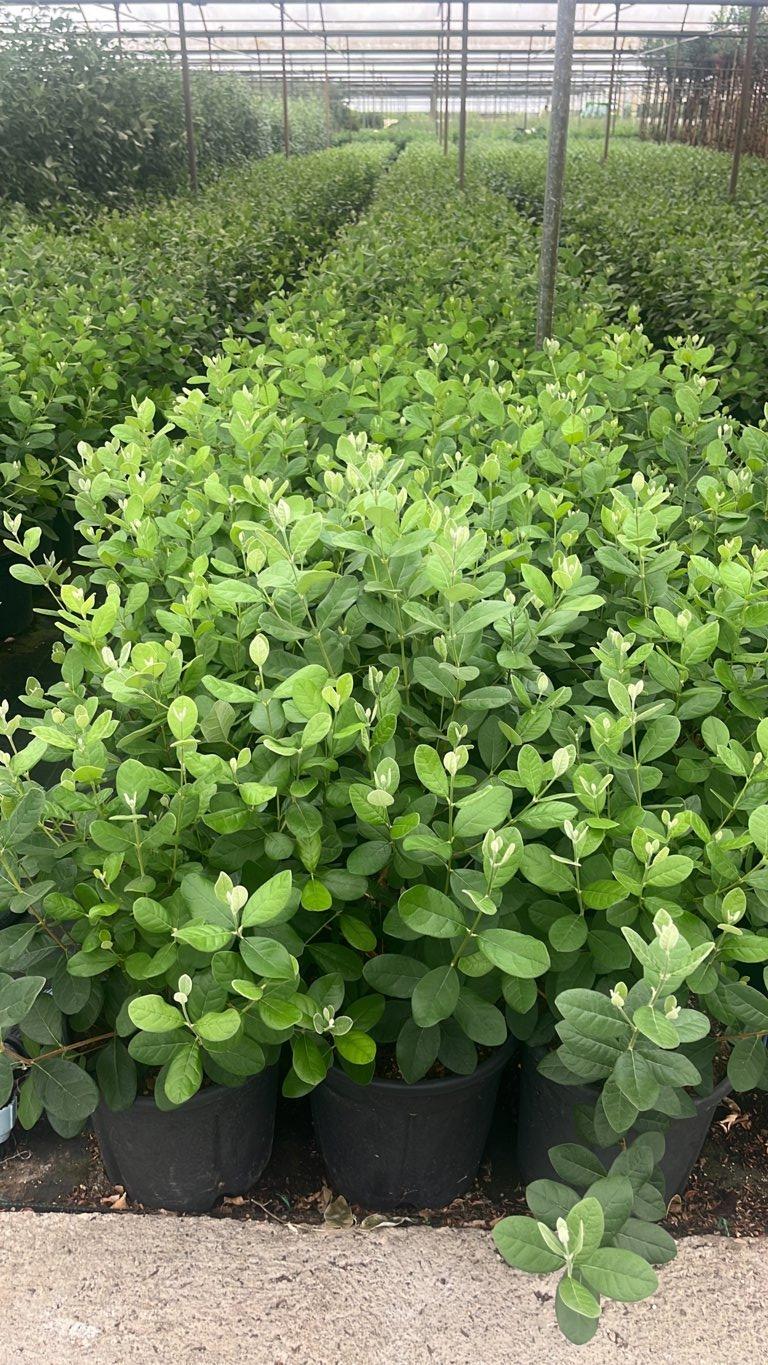 Acca Sellowiana (Feijoa) — Cespuglio, vaso 9 litri