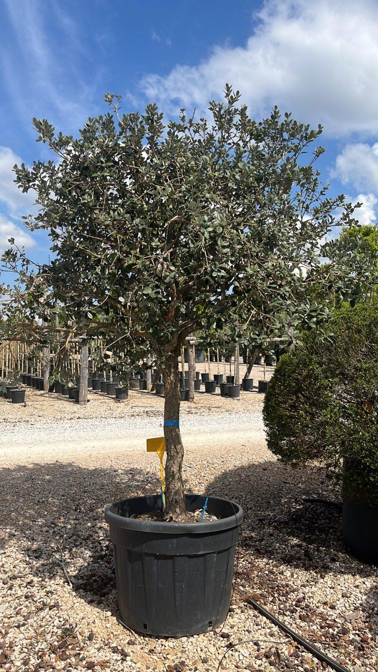 Acca Sellowiana (Feijoa) — 1/2 fusto, circonferenza 20/30 cm, vaso 130 litri