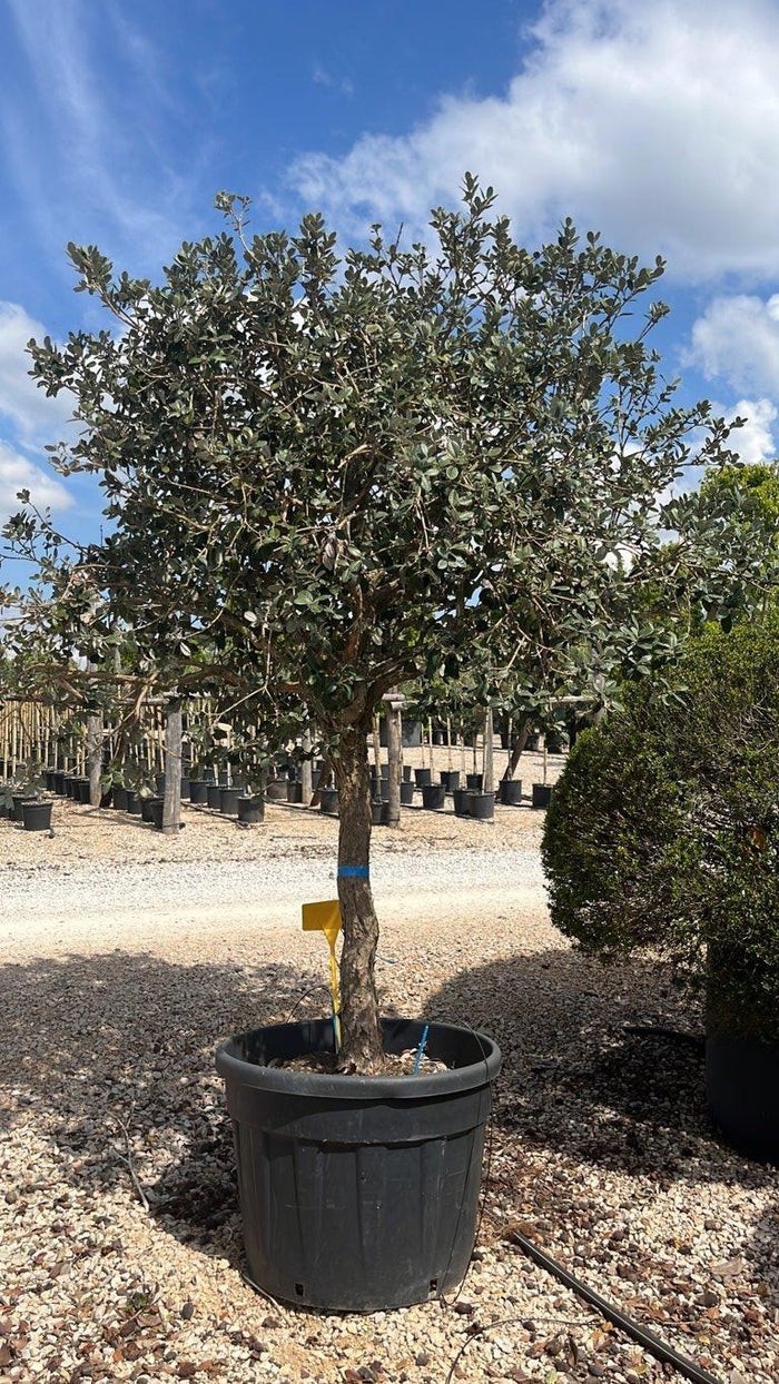 Acca Sellowiana (Feijoa) — 1/2 fusto, circonferenza 20/30 cm, vaso 130 litri