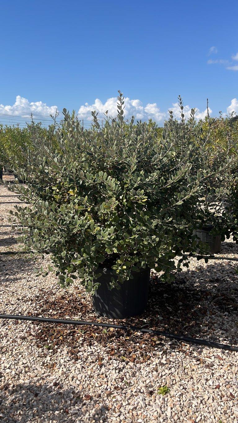 Acca Sellowiana (Feijoa) — Palla, diametro 80 cm, vaso 70 litri