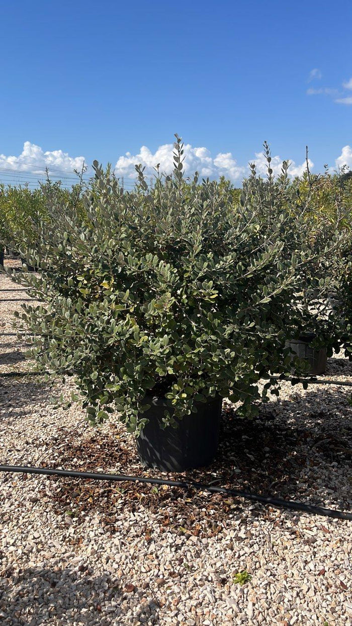 Acca Sellowiana (Feijoa) — Palla, diametro 80 cm, vaso 70 litri