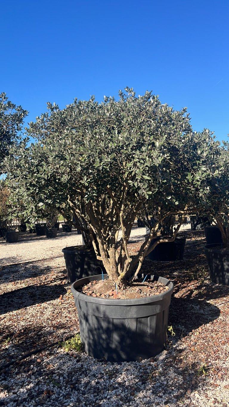Acca Sellowiana (Feijoa) — Nuvola, altezza 200/250 cm, vaso 500 litri
