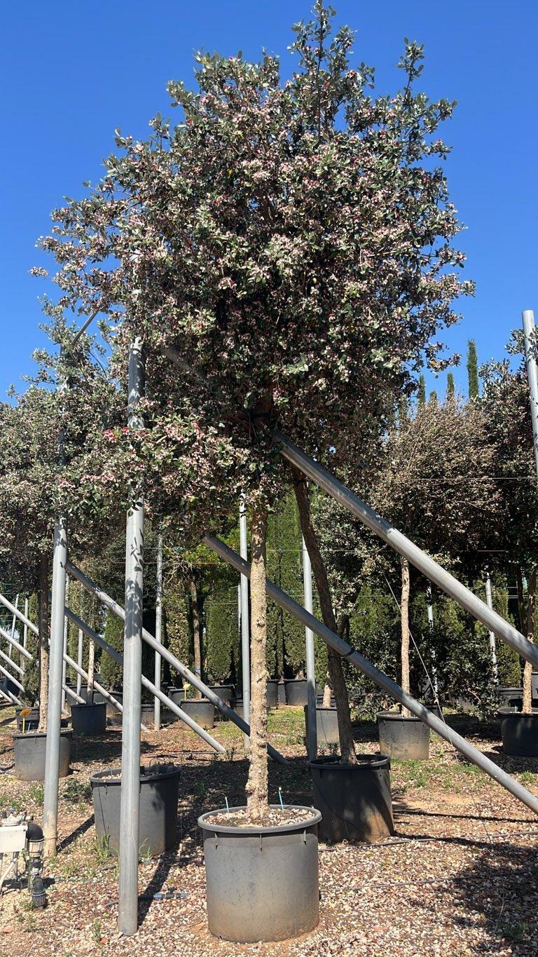 Acca Sellowiana (Feijoa) — Albero, circonferenza 20/25 cm, vaso 240 litri
