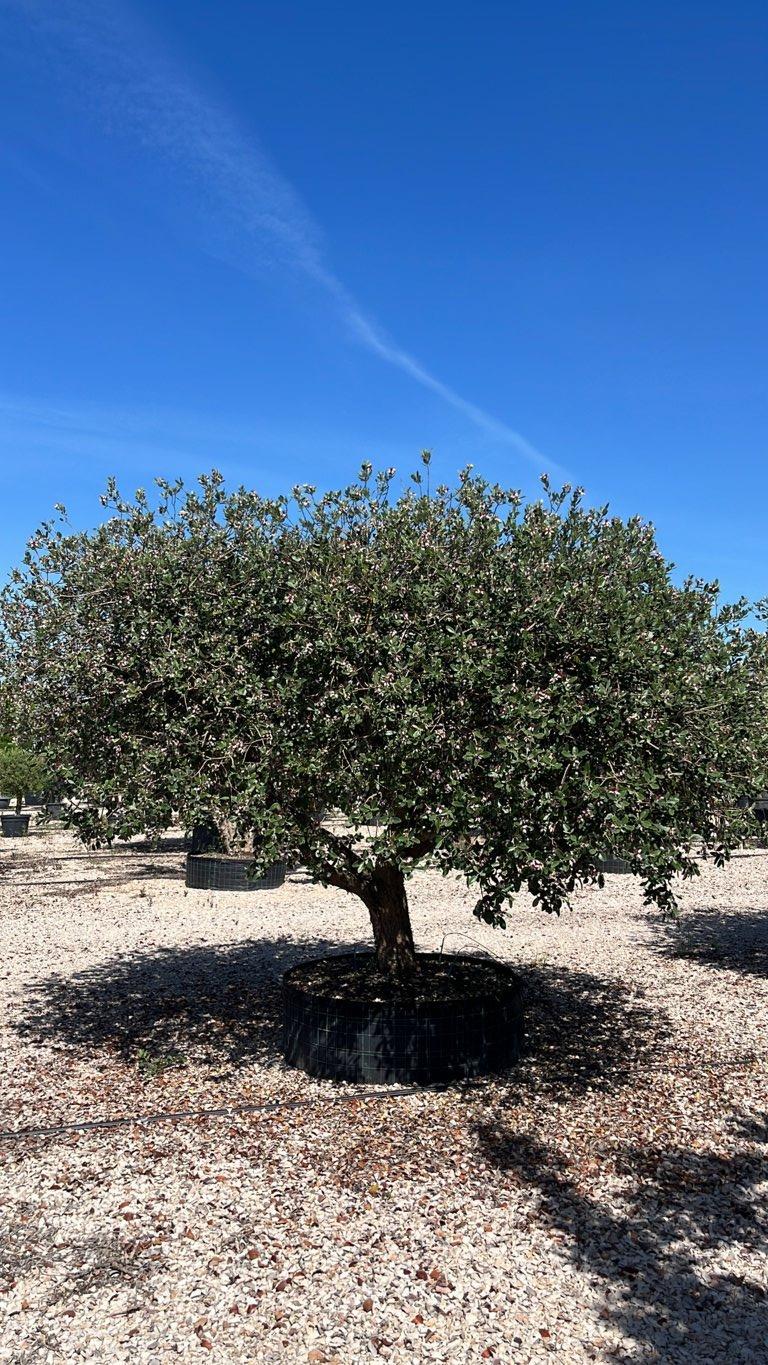 Acca Sellowiana (Feijoa) — Esemplare, circonferenza 60/80 cm, in rete