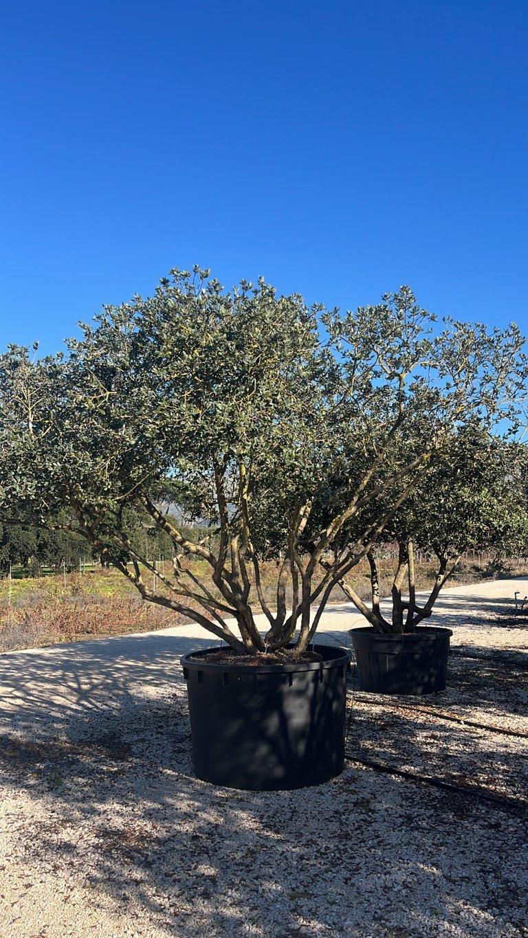 Acca Sellowiana (Feijoa) — Nuvola, altezza 250/300 cm, vaso 750 litri