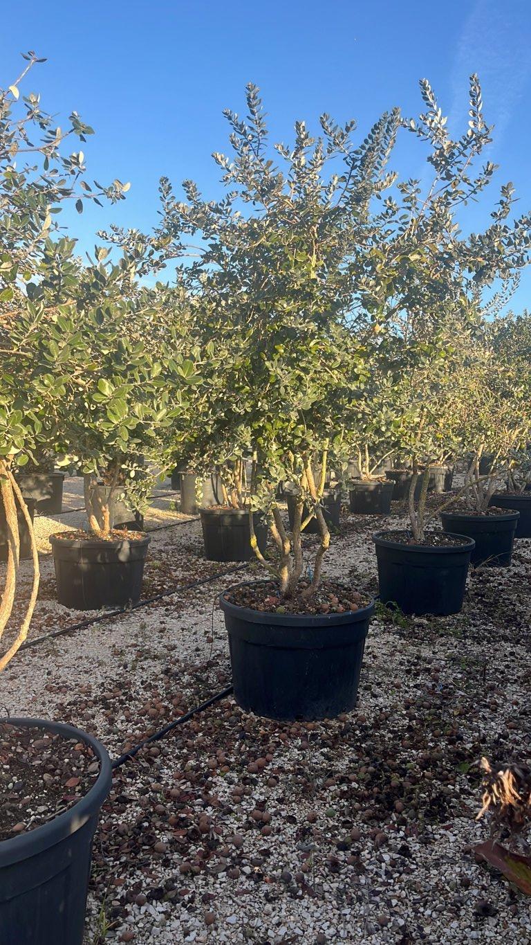 Acca Sellowiana (Feijoa) — Nuvola, altezza 150/200 cm, vaso 150 litri