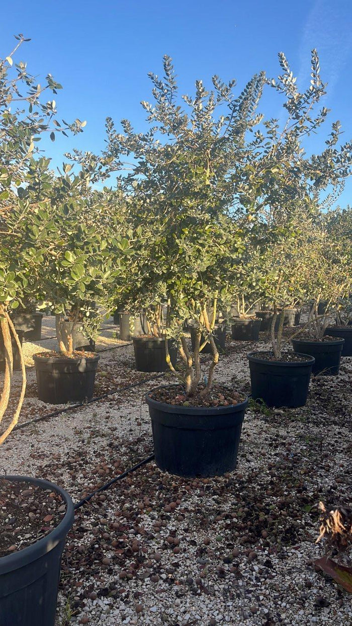 Acca Sellowiana (Feijoa) — Nuvola, altezza 150/200 cm, vaso 150 litri