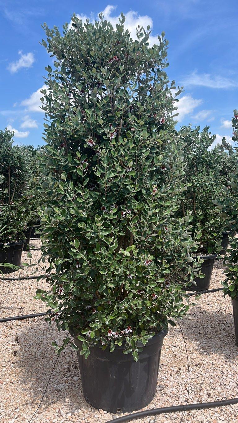 Acca Sellowiana (Feijoa) — Cespuglio, altezza 150/175 cm, vaso 90 litri
