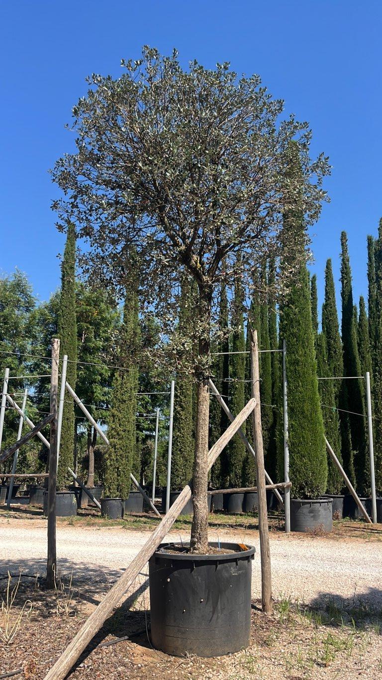 Acca Sellowiana (Feijoa) — Albero, circonferenza 35/40 cm, vaso 500 litri