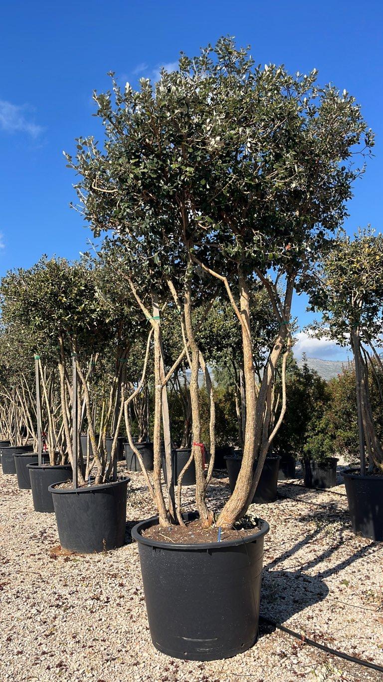Acca Sellowiana (Feijoa) — Nuvola, altezza 300/350 cm, vaso 500 litri