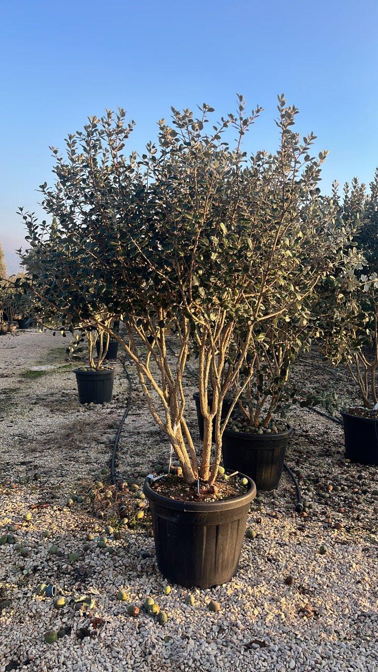 Acca Sellowiana (Feijoa) — Nuvola, altezza 150/175 cm, vaso 90 litri