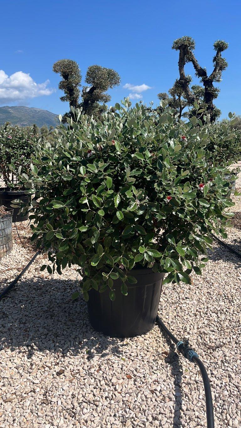 Acca Sellowiana (Feijoa) — Palla, vaso 90 litri