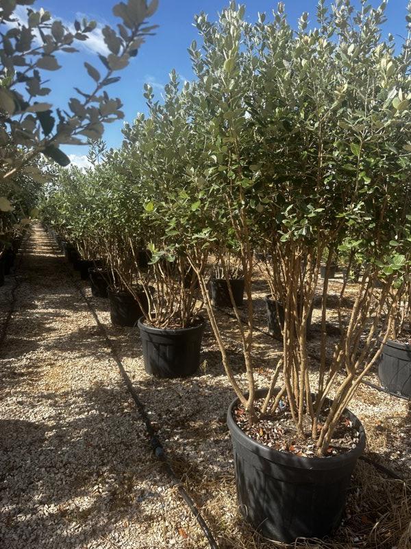 Acca Sellowiana (Feijoa) — Nuvola, altezza 150/200 cm, vaso 130 litri