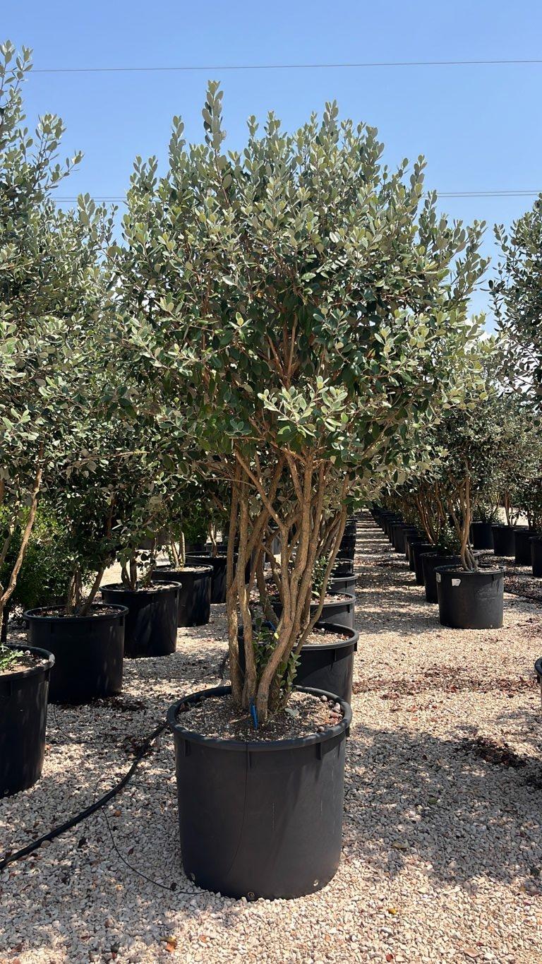 Acca Sellowiana (Feijoa) — Nuvola, altezza 200/250 cm, vaso 240 litri