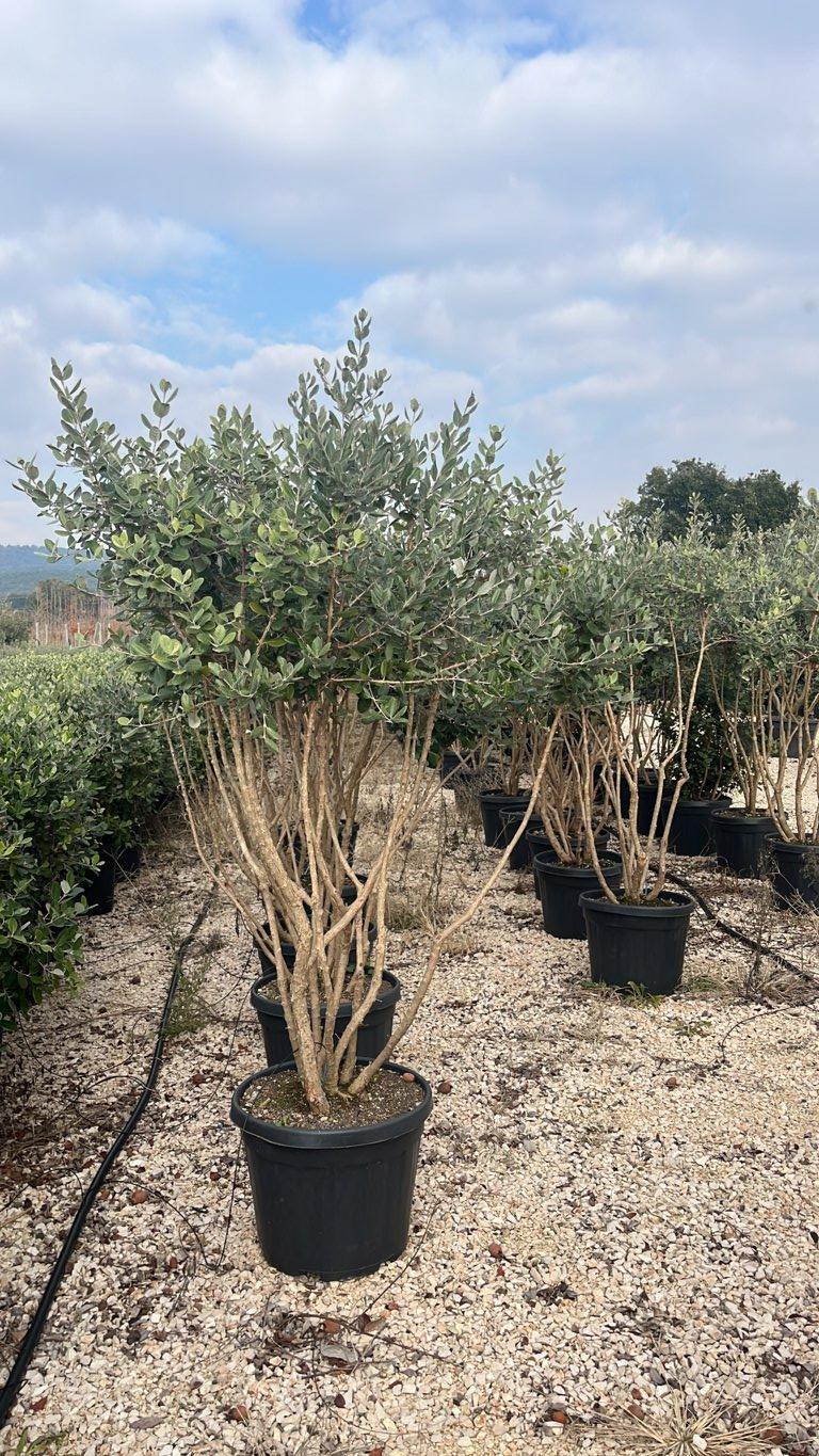 Acca Sellowiana (Feijoa) — Nuvola, altezza 150/200 cm, vaso 45 litri