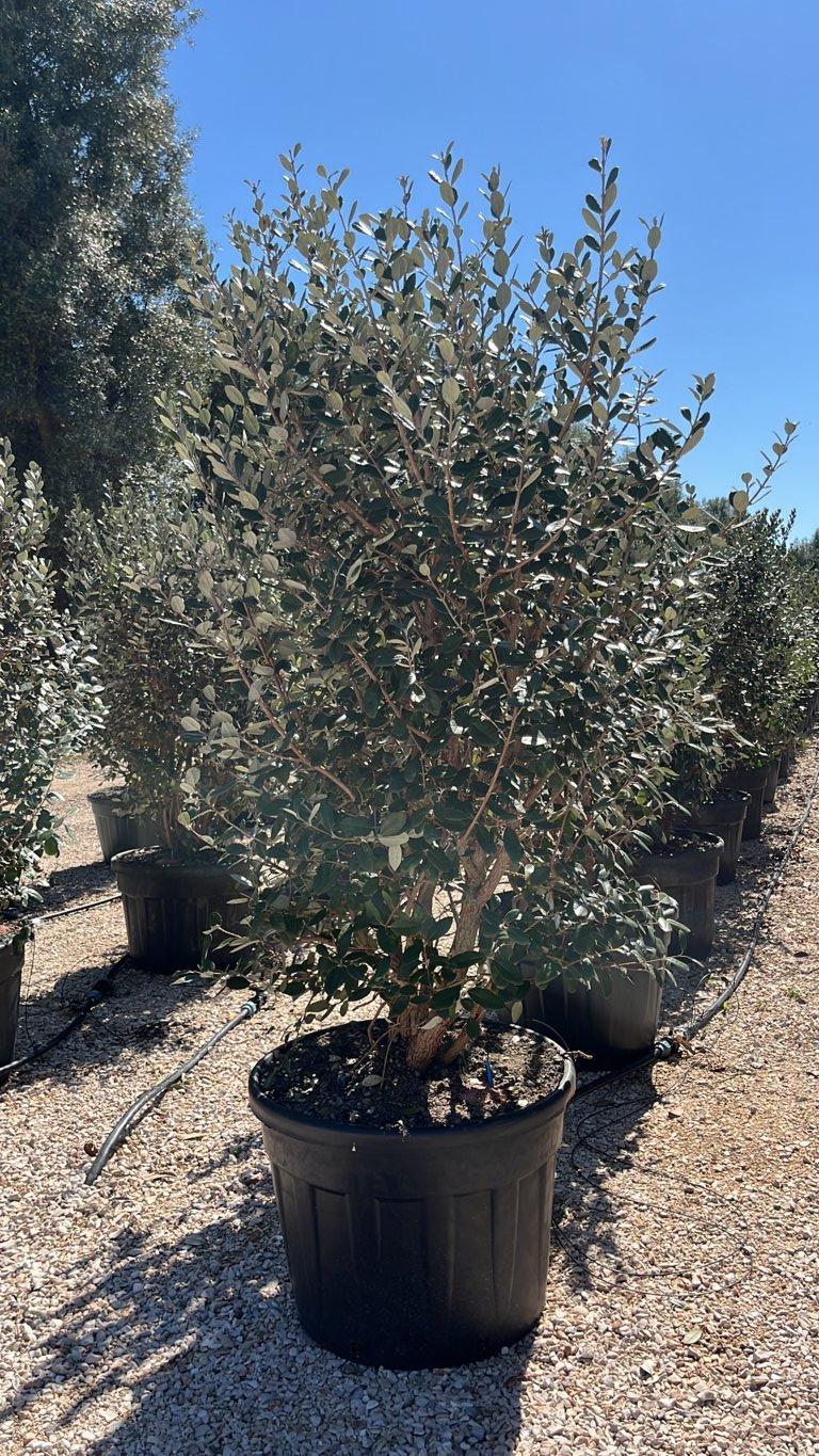 Acca Sellowiana (Feijoa) — Cespuglio, altezza 125/150 cm, vaso 130 litri