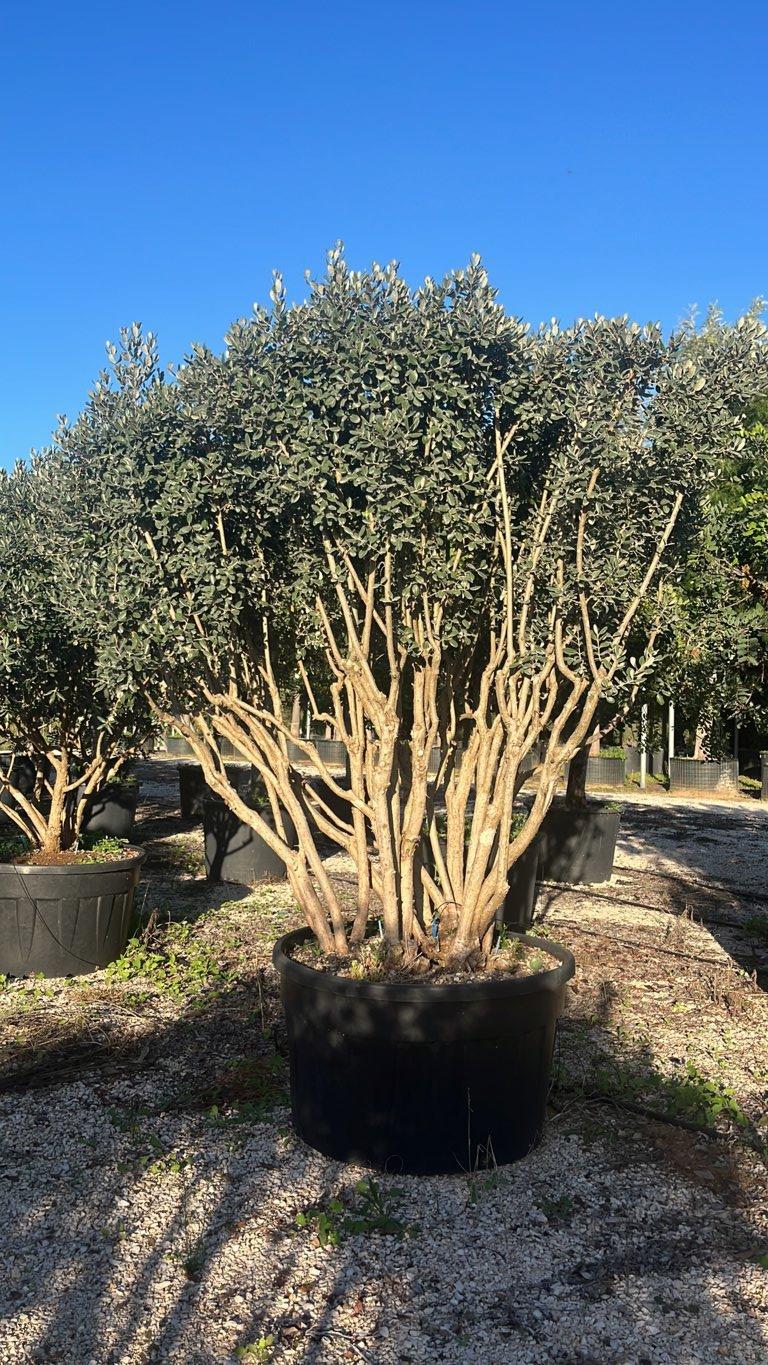 Acca Sellowiana (Feijoa) — Nuvola, altezza 200/250 cm, vaso 500 litri