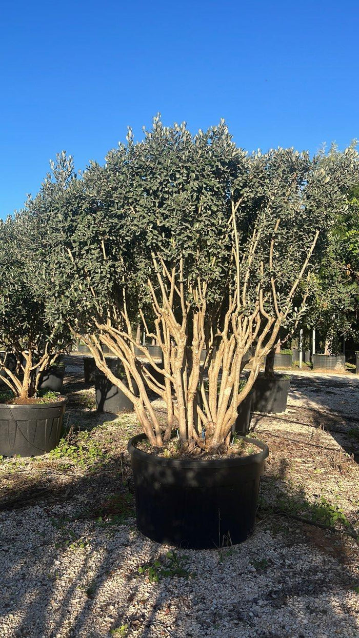 Acca Sellowiana (Feijoa) — Nuvola, altezza 200/250 cm, vaso 500 litri