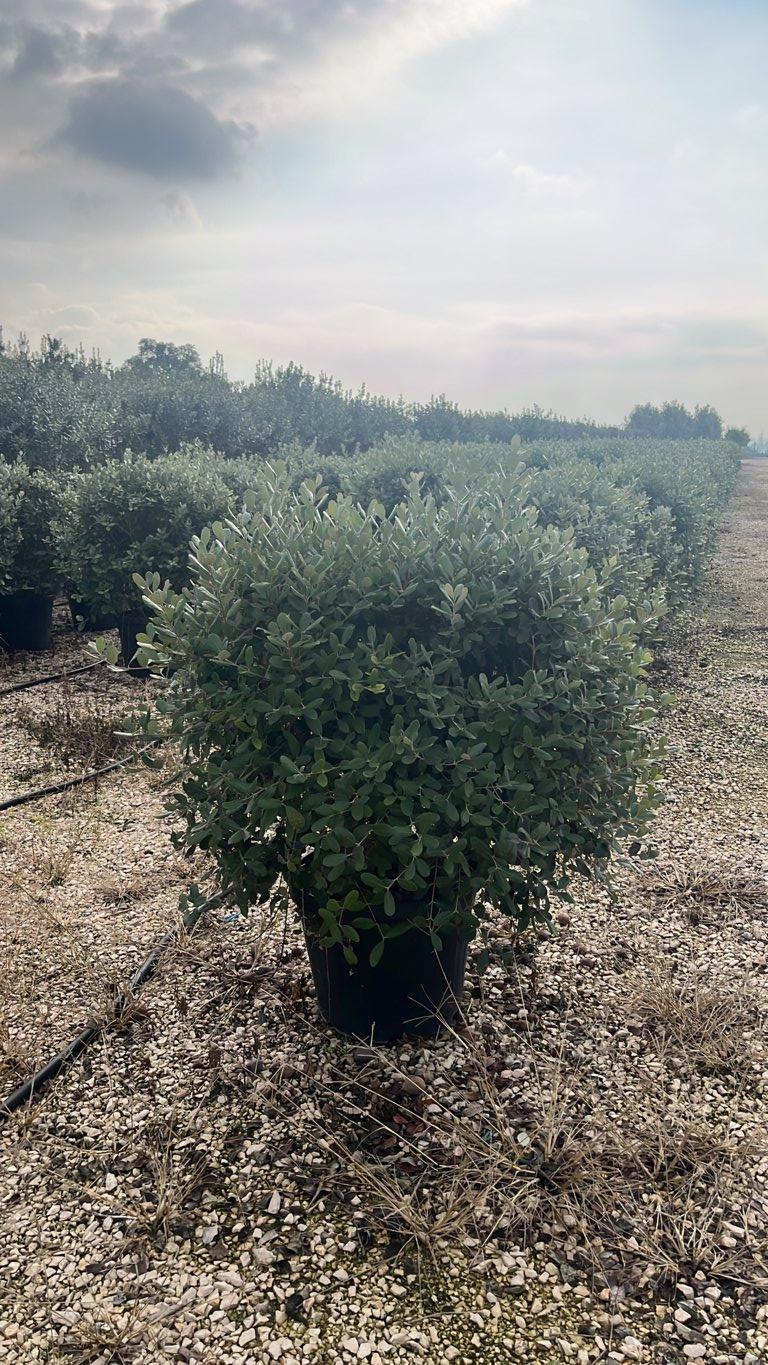 Acca Sellowiana (Feijoa) — Palla, diametro 60 cm, vaso 45 litri