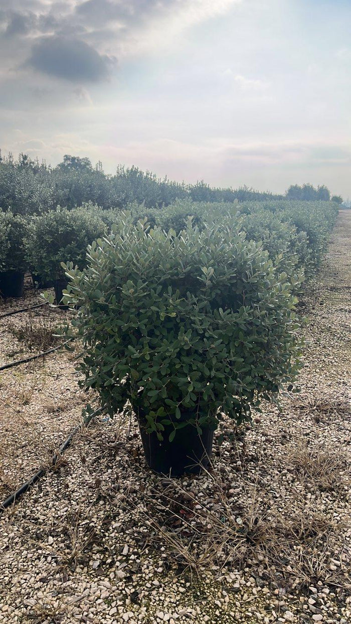 Acca Sellowiana (Feijoa) — Palla, diametro 60 cm, vaso 45 litri