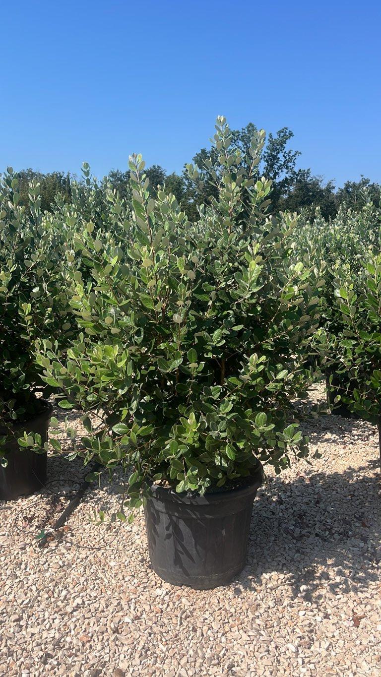 Acca Sellowiana (Feijoa) — Cespuglio, altezza 100/150 cm, vaso 55 litri