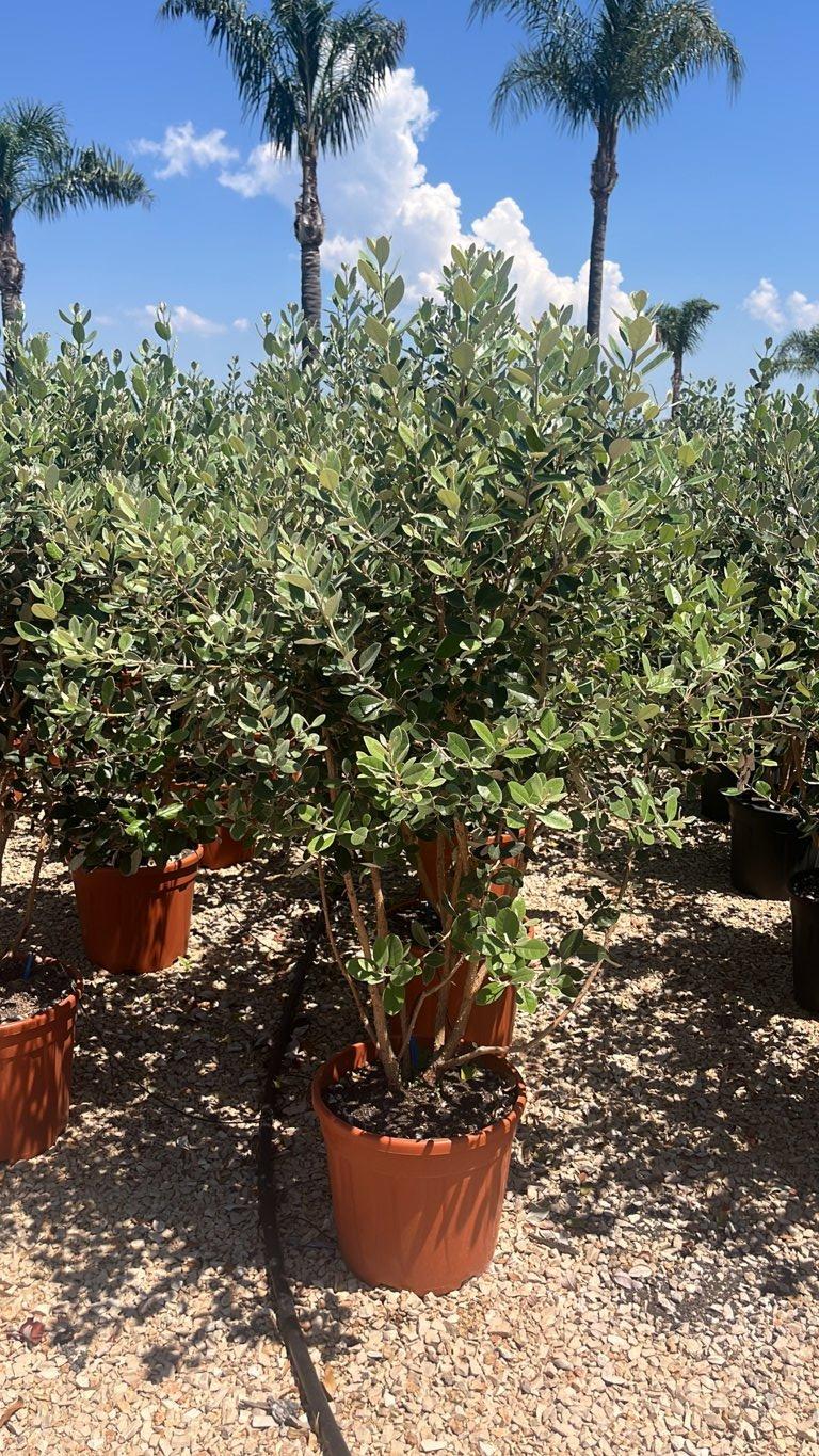 Acca Sellowiana (Feijoa) — Nuvola, altezza 100/150 cm, vaso 25 litri