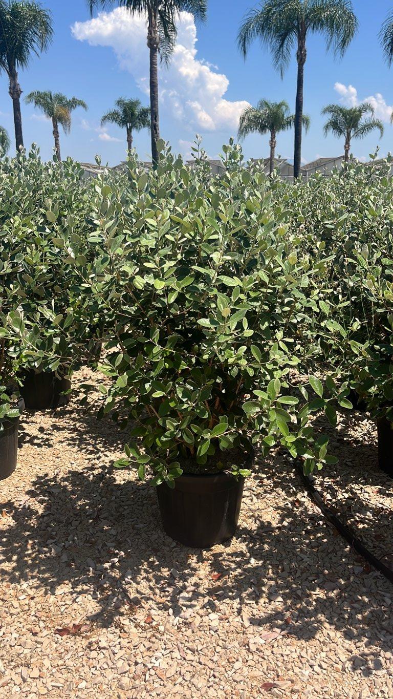 Acca Sellowiana (Feijoa) — Cespuglio, vaso 30 litri