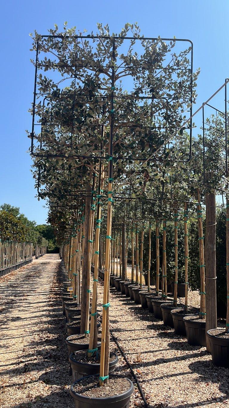 Acca Sellowiana (Feijoa) — Spalliera, altezza 120 x 150 cm, vaso 70 litri