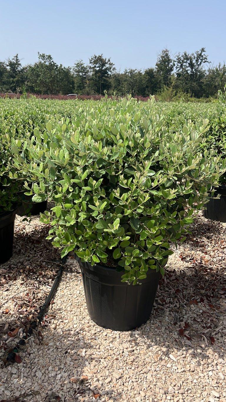 ACCA SELLOWIANA Feijoa