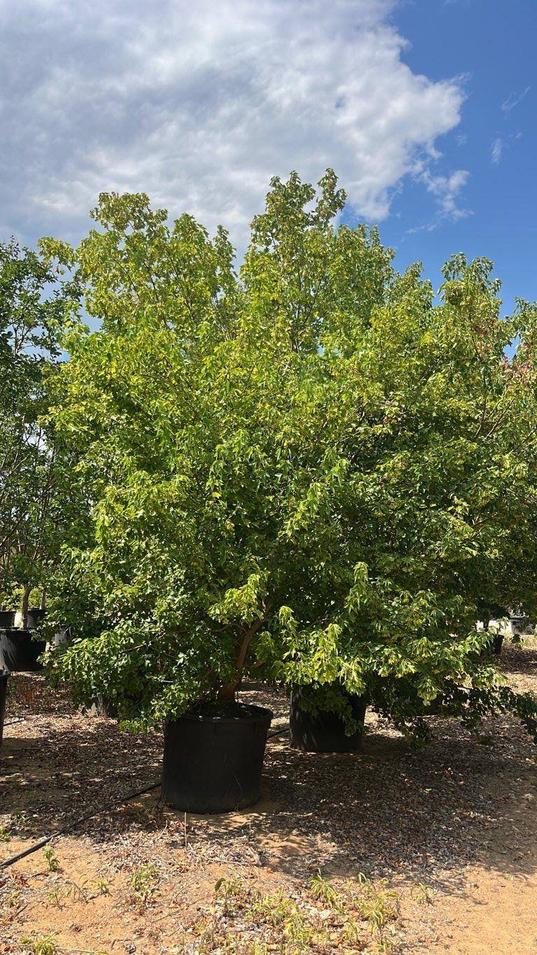 Acer Buergerianum (Acero tridente) — Nuvola, altezza 400/450 cm, vaso 240 litri