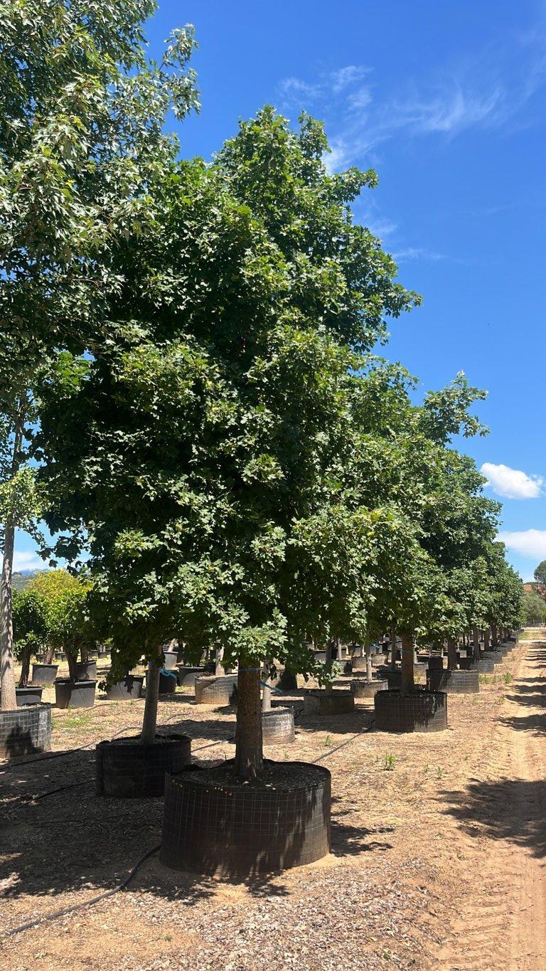 Acer Campestre (Acero oppio) — Albero, circonferenza 60/80 cm, in rete
