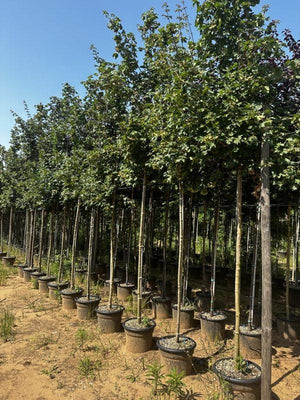ACER CAMPESTRE Acero campestre , Acero oppio