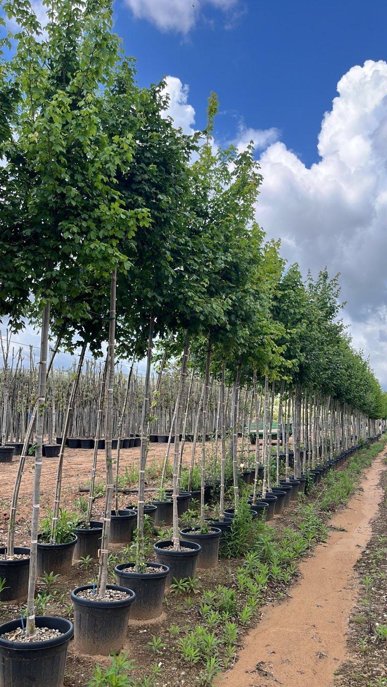 Acer Campestre (Acero oppio) — Albero, circonferenza 10/12 cm, vaso 35 litri