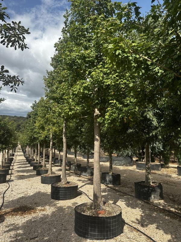 Acer Campestre (Acero oppio) — Albero, circonferenza 35/40 cm, in rete