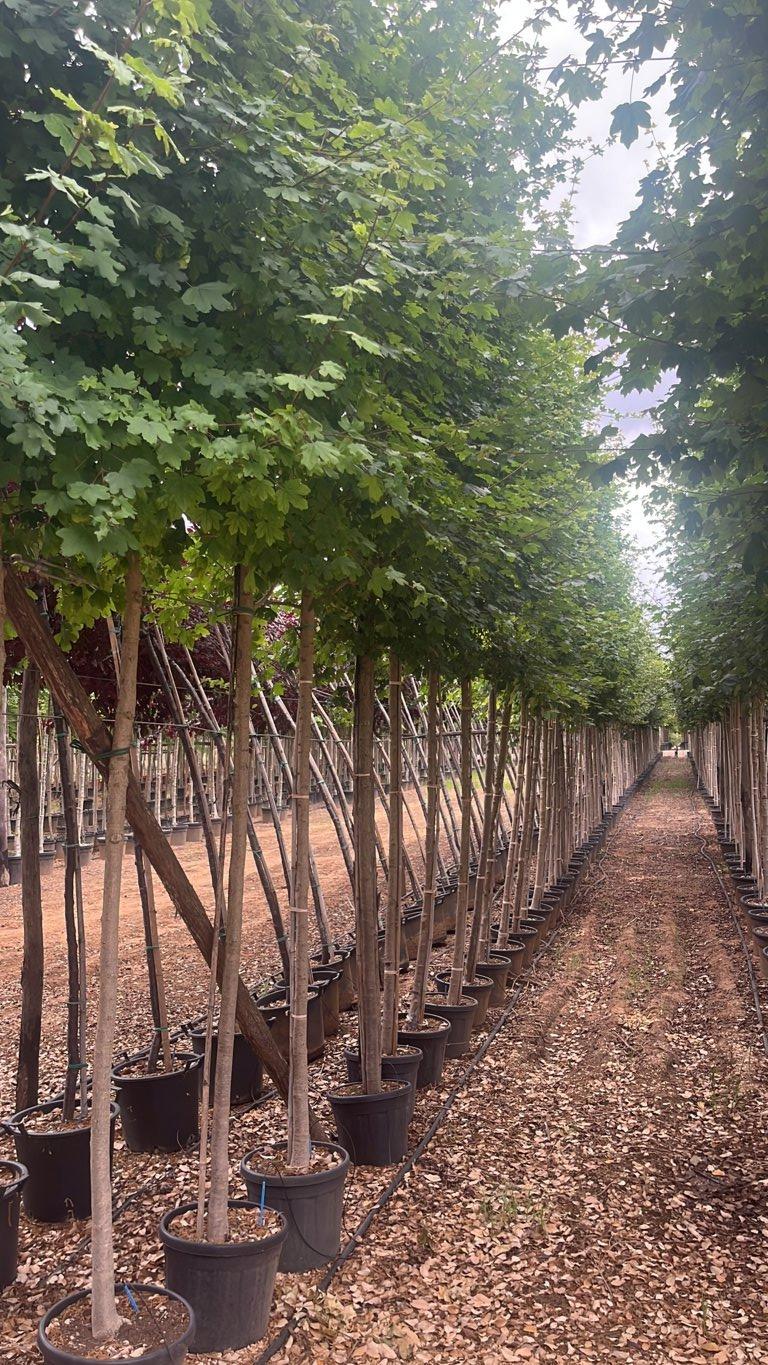 Acer Campestre (Acero oppio) — Albero, circonferenza 14/16 cm, vaso 25 litri