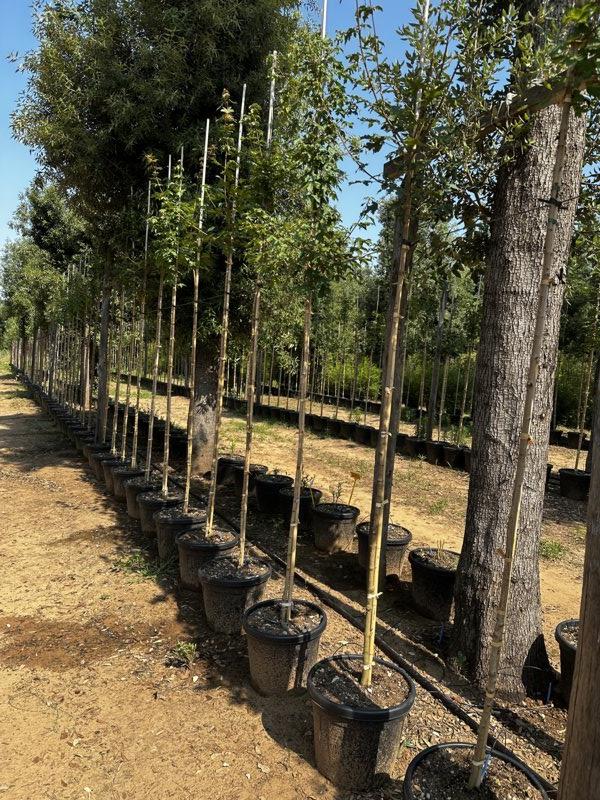 Acer Campestre (Acero oppio) — Albero, circonferenza 8/10 cm, vaso 30 litri