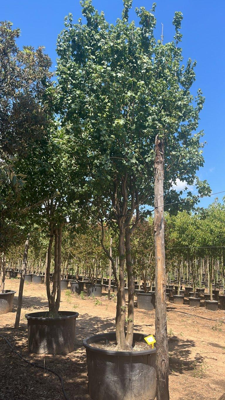 Acer Campestre (Acero oppio) — Nuvola, altezza 300/350 cm, vaso 500 litri