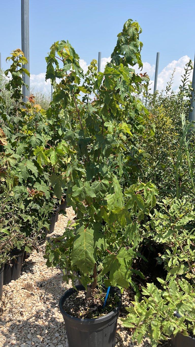 Acer Campestre (Acero oppio) — Cespuglio, vaso 9 litri