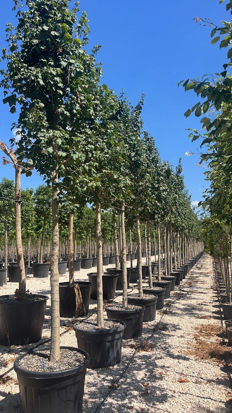 Acer Campestre (Acero oppio) — Albero, circonferenza 20/25 cm, vaso 150 litri