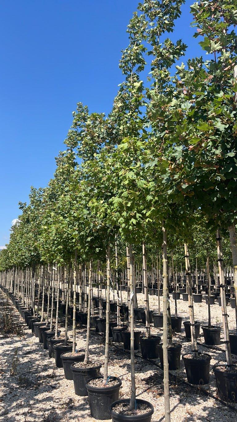 Acer Campestre Huibers Elegant — Albero, circonferenza 10/12 cm, vaso 35 litri