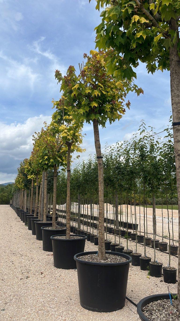Acer Cappadocicum Aureum — Albero, circonferenza 30/35 cm, vaso 350 litri