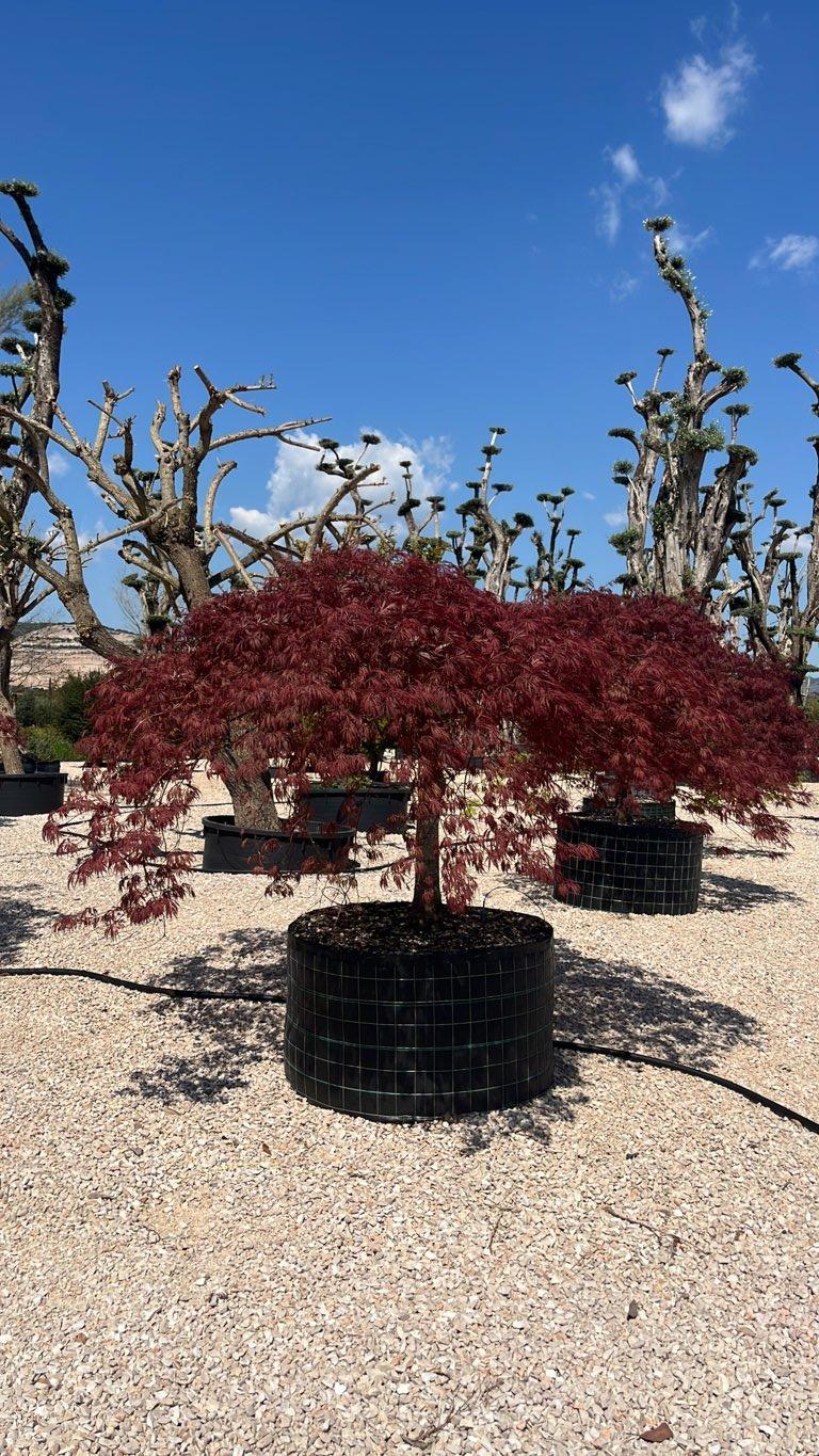 Acer Dissectum (Acero giapponese) — 1/2 fusto, circonferenza 20/25 cm, in rete