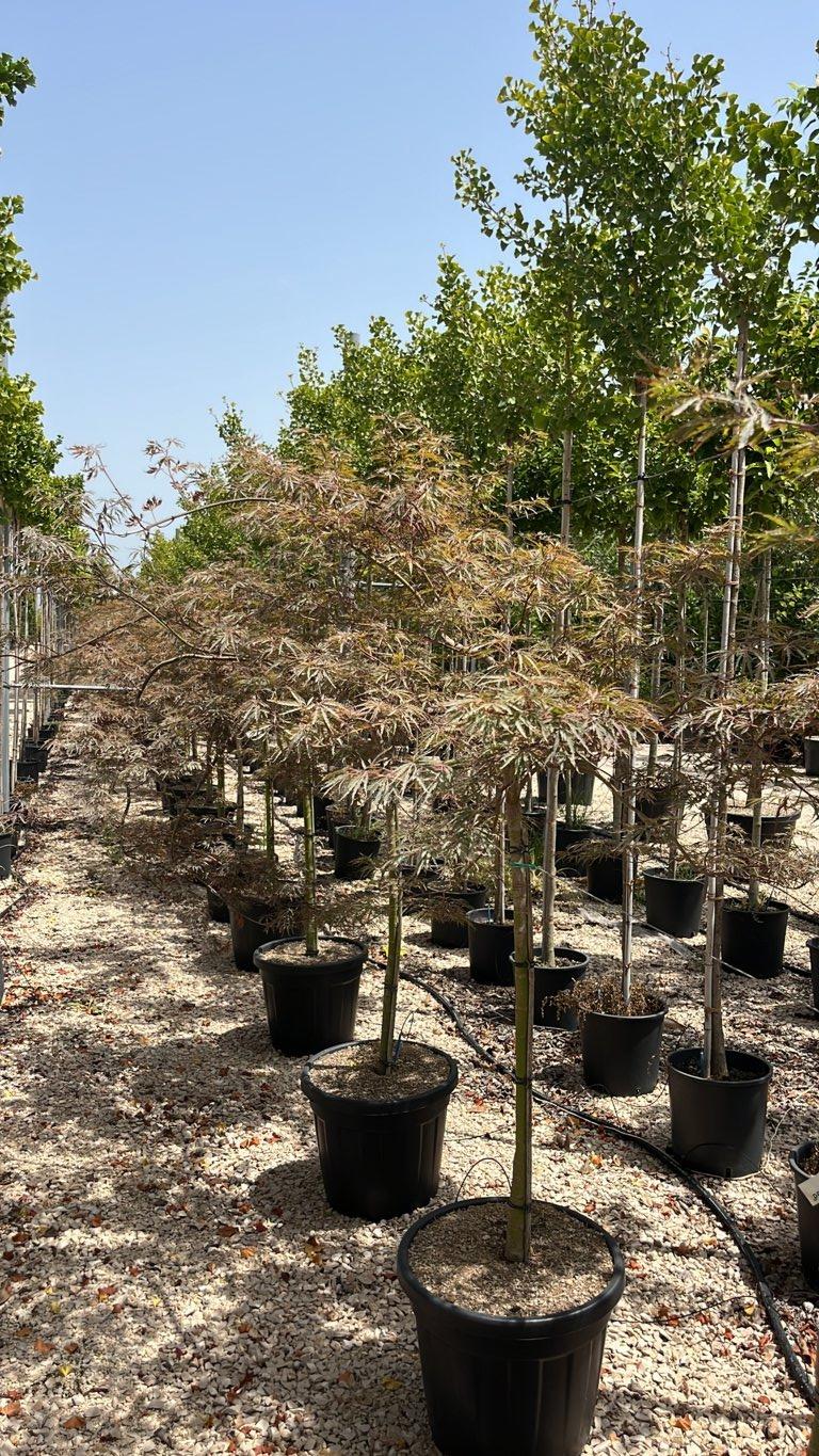 Acer Dissectum Ever Red (Acero giapponese) — 1/2 fusto, circonferenza 6/8 cm, vaso 35 litri