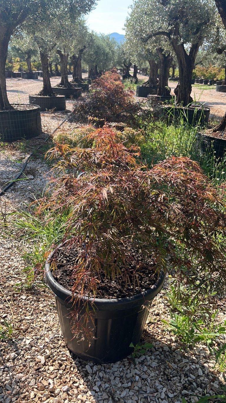 Acer Dissectum Garnet (Acero giapponese) — Cespuglio, vaso 70 litri