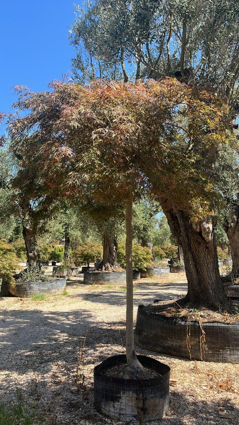 Acer Dissectum Inaba Shidare — Albero, circonferenza 20/25 cm, in rete