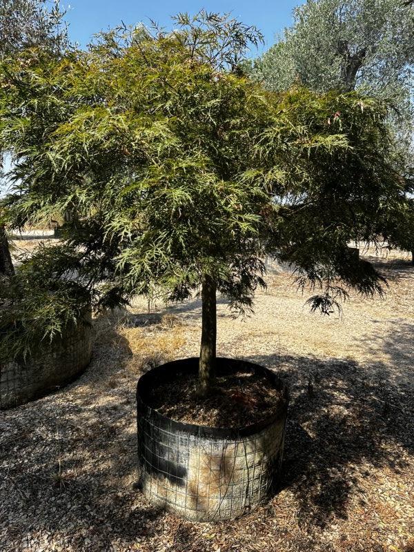 Acer Dissectum Inaba Shidare — 1/2 fusto, circonferenza 30/35 cm, in rete